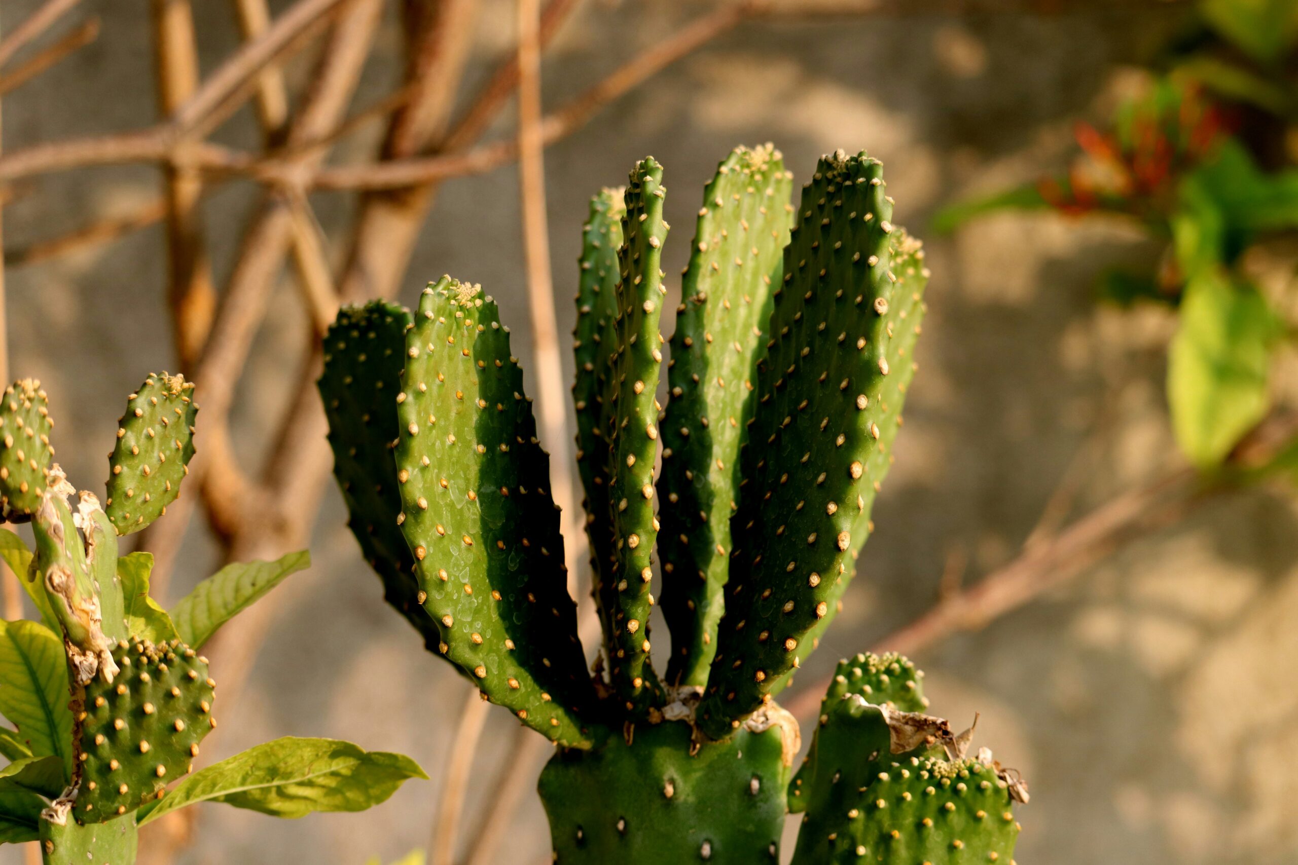A close-up image of the Gymnema sylvestre plant