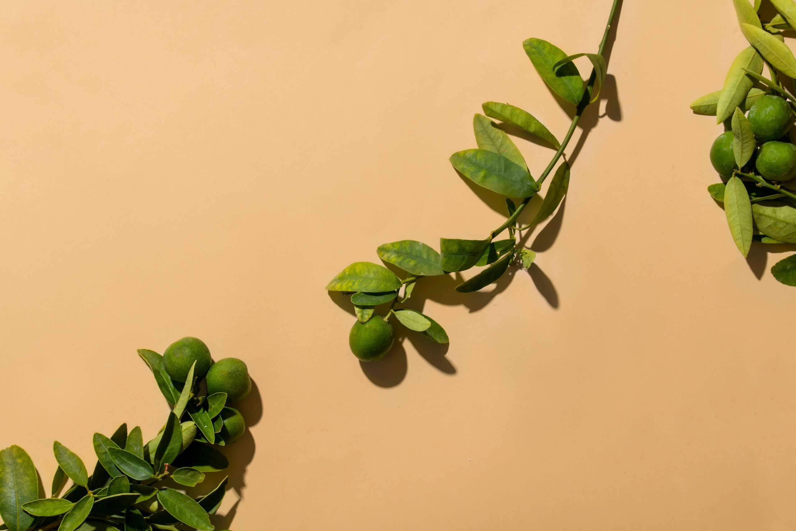 An image of the gymnema sylvestre plant growing in its natural habitat
