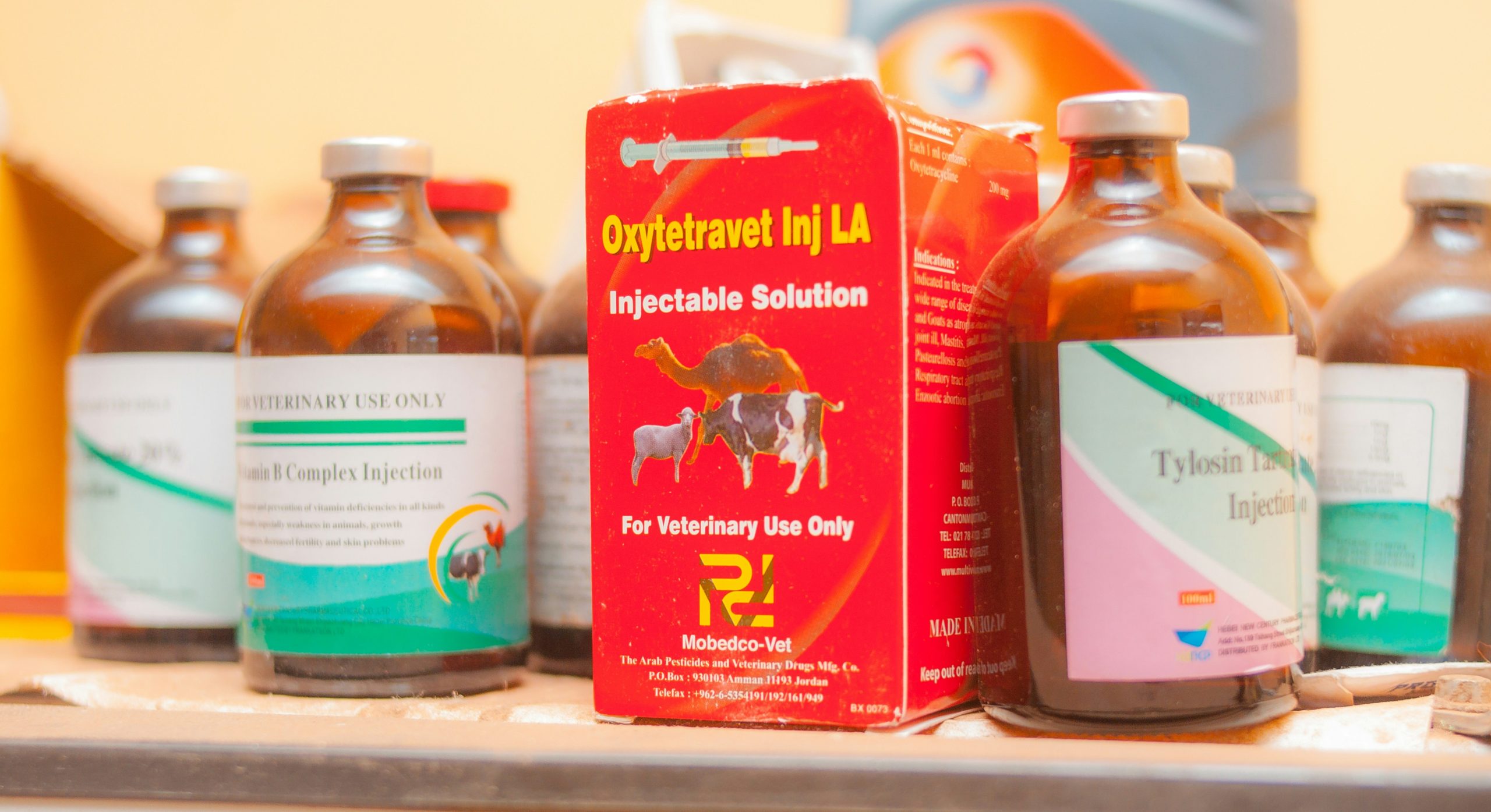 Bottles of herbal supplement capsules labeled Gymnema Sylvestre