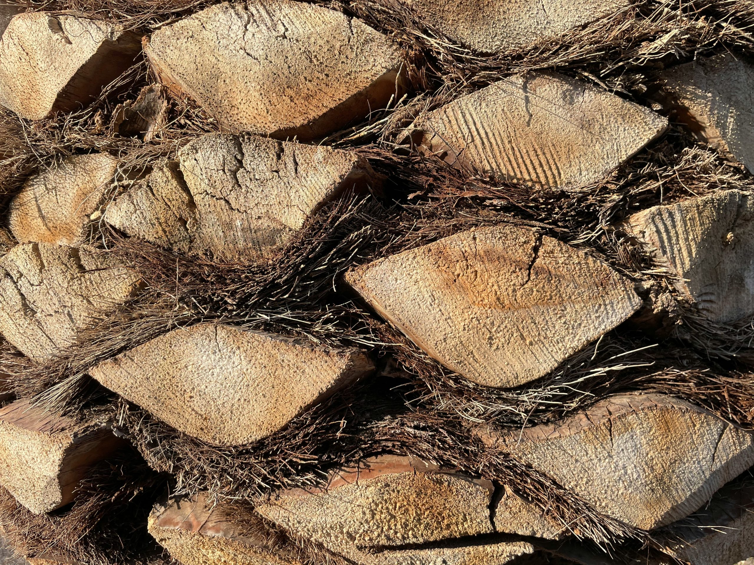 Close-up image of dried Gymnema leaves used in traditional medicine
