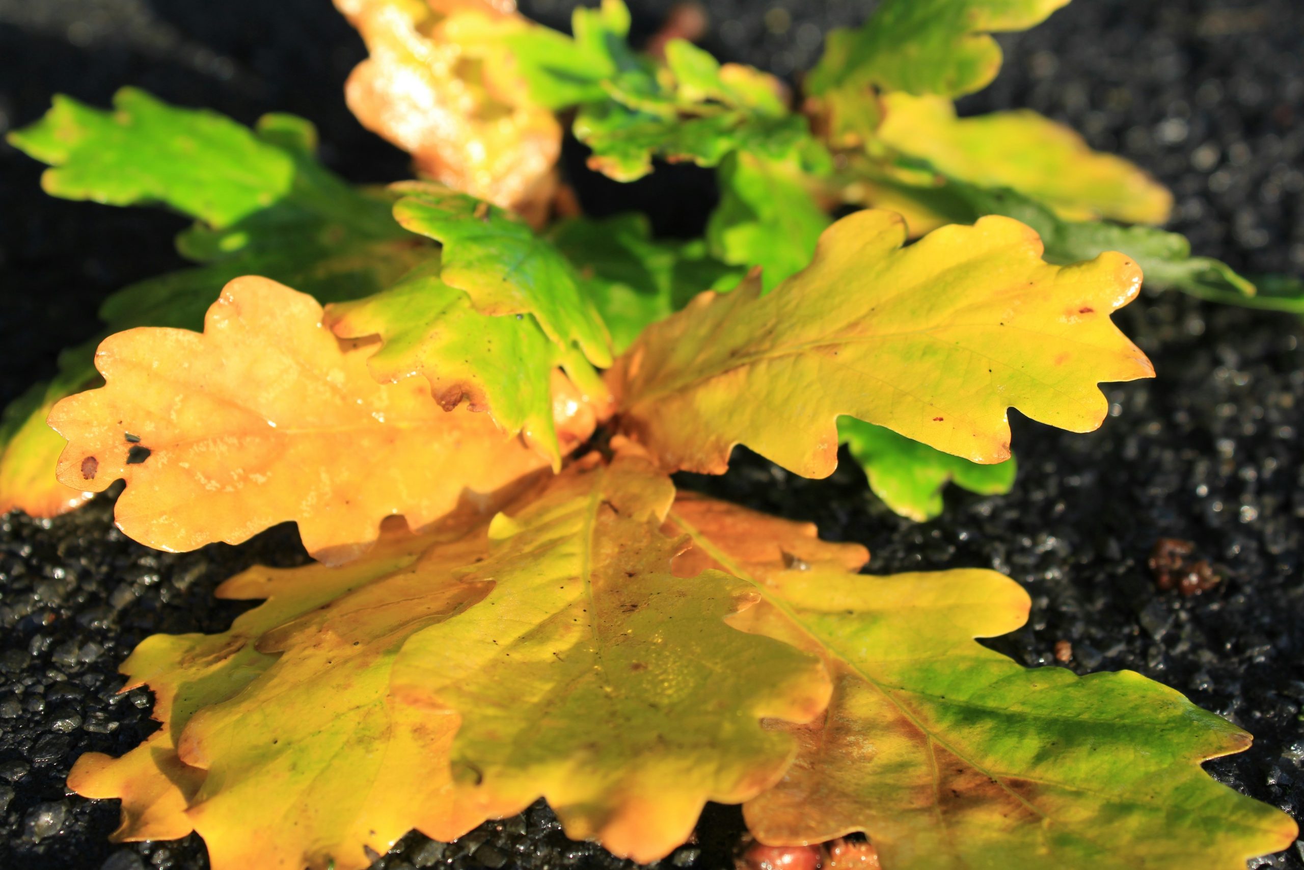 Close-up photo of fresh gymnema leaves