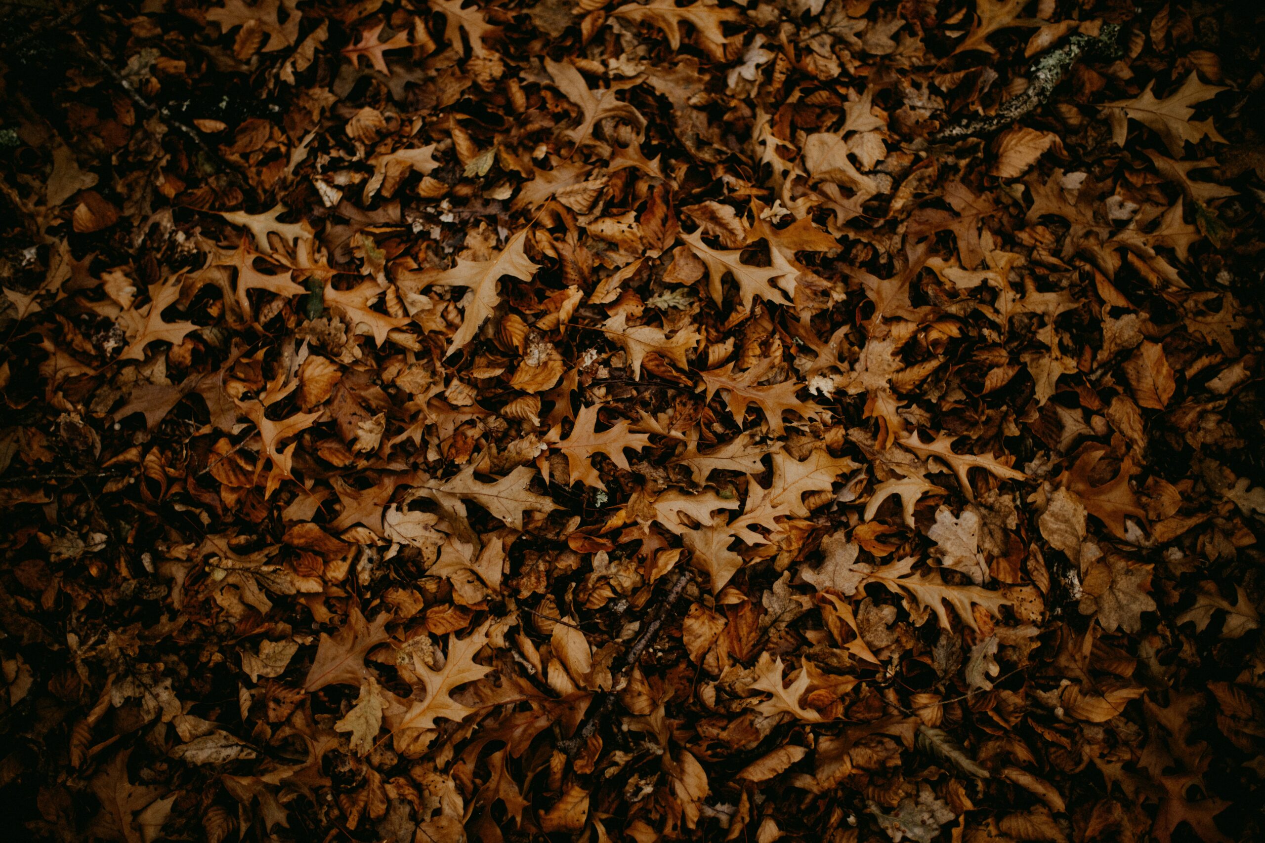 Dried leaves of Gymnema Sylvestre used for herbal remedies