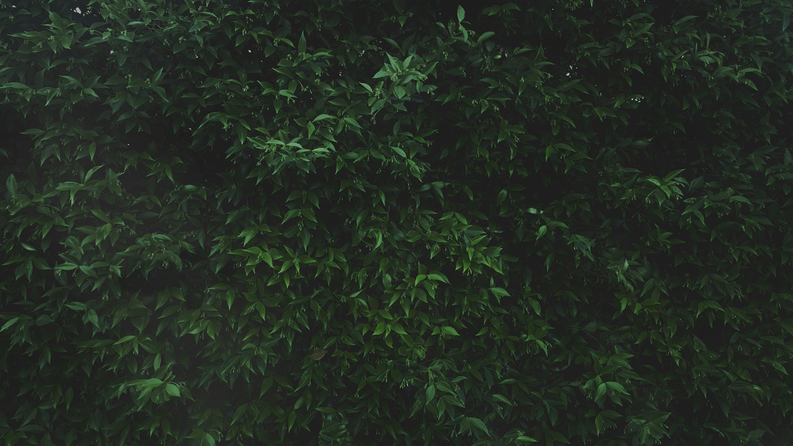 Gymnema Sylvestre plant with blog posts in the background