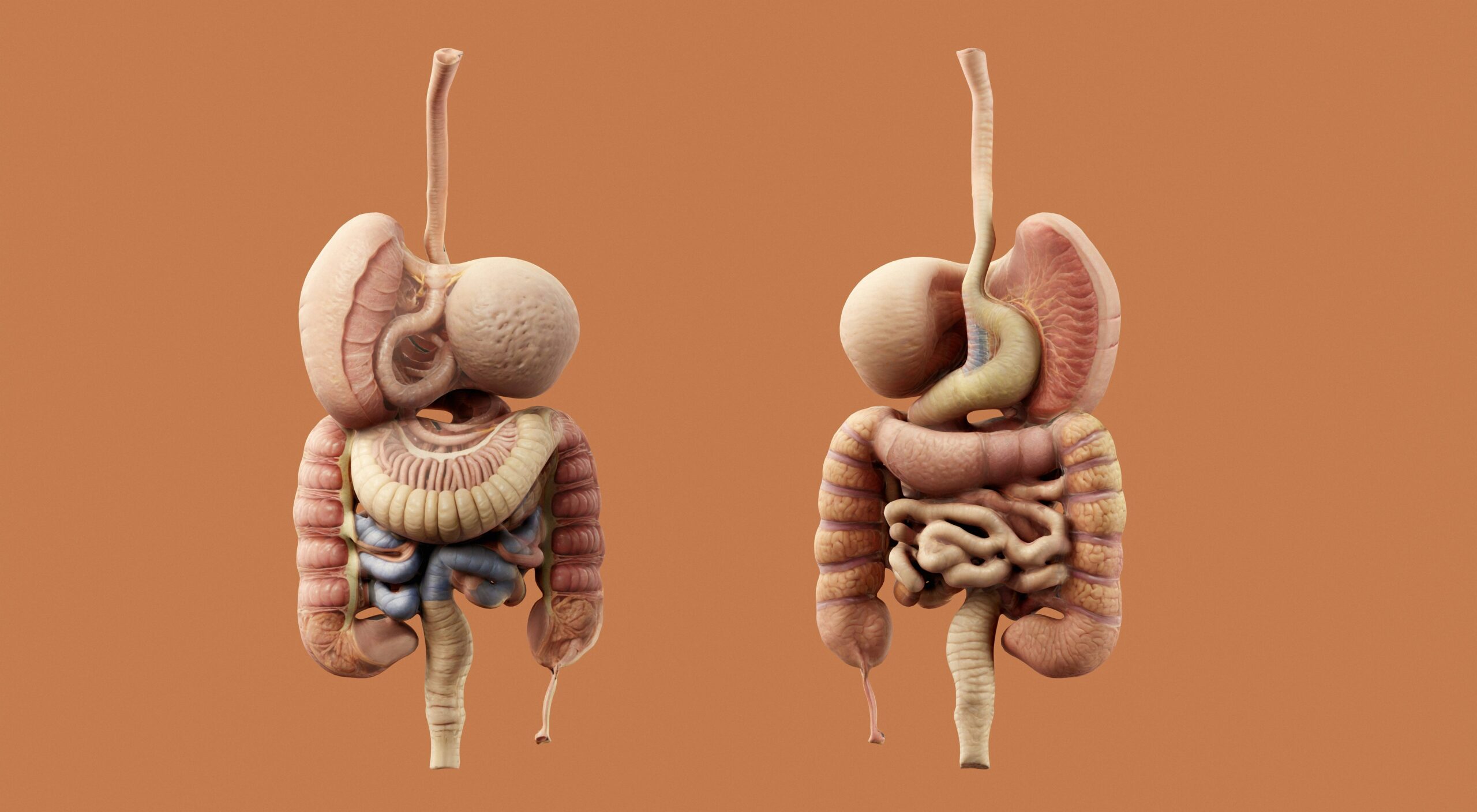 Infographic showing carb digestion process and absorption rates