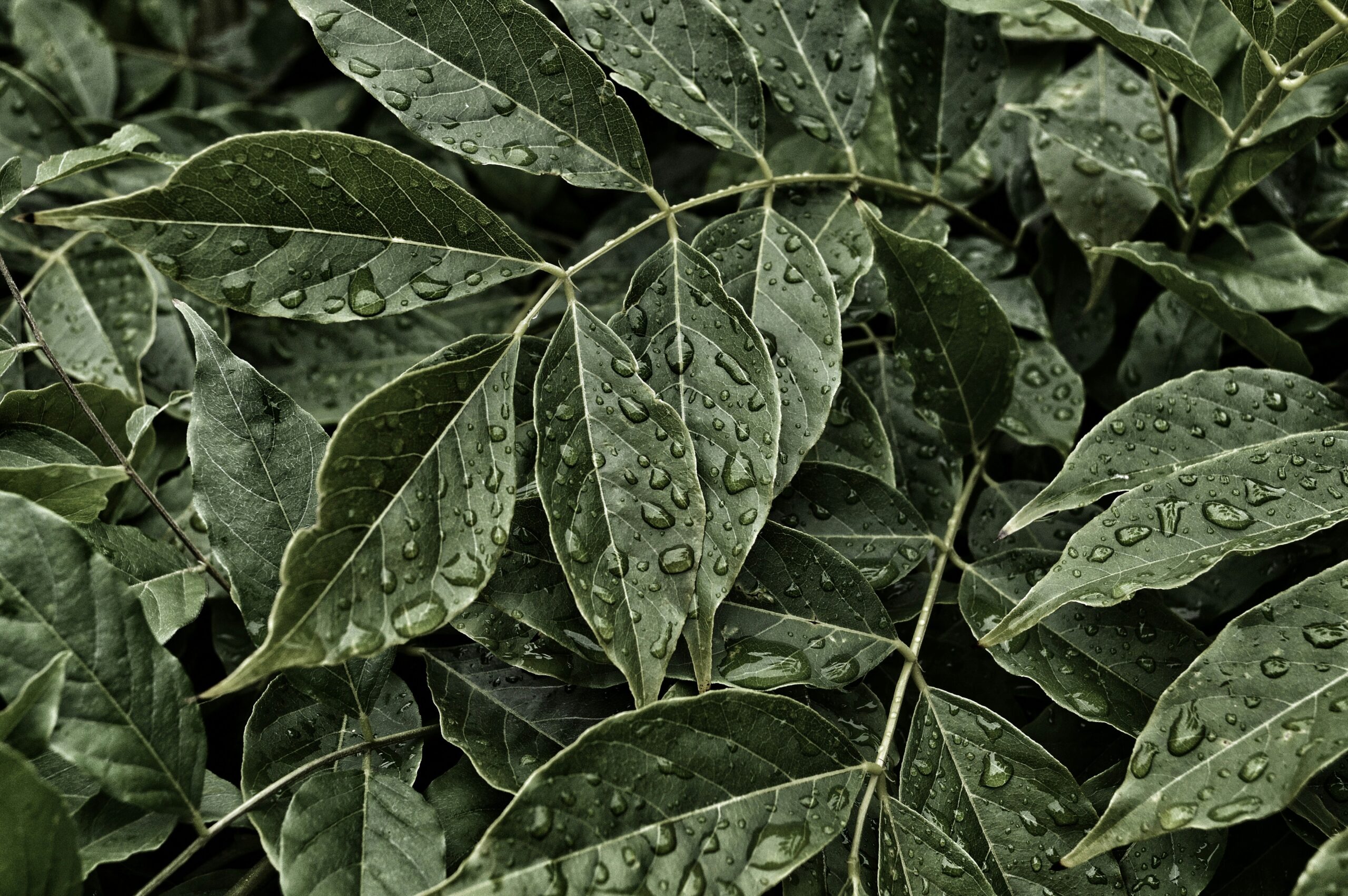 Close-up photo of fresh Gymnema sylvestre leaves