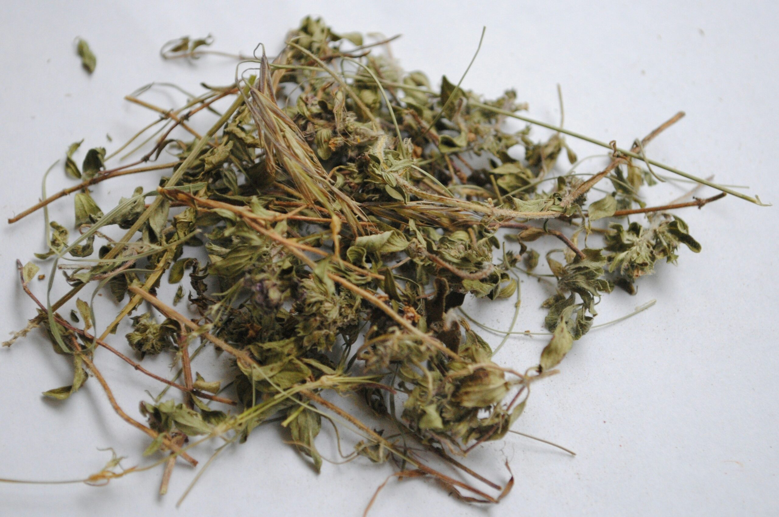 How Gymnema Sylvestre Boosts Long-Term Wellness (And Why You Should Care)