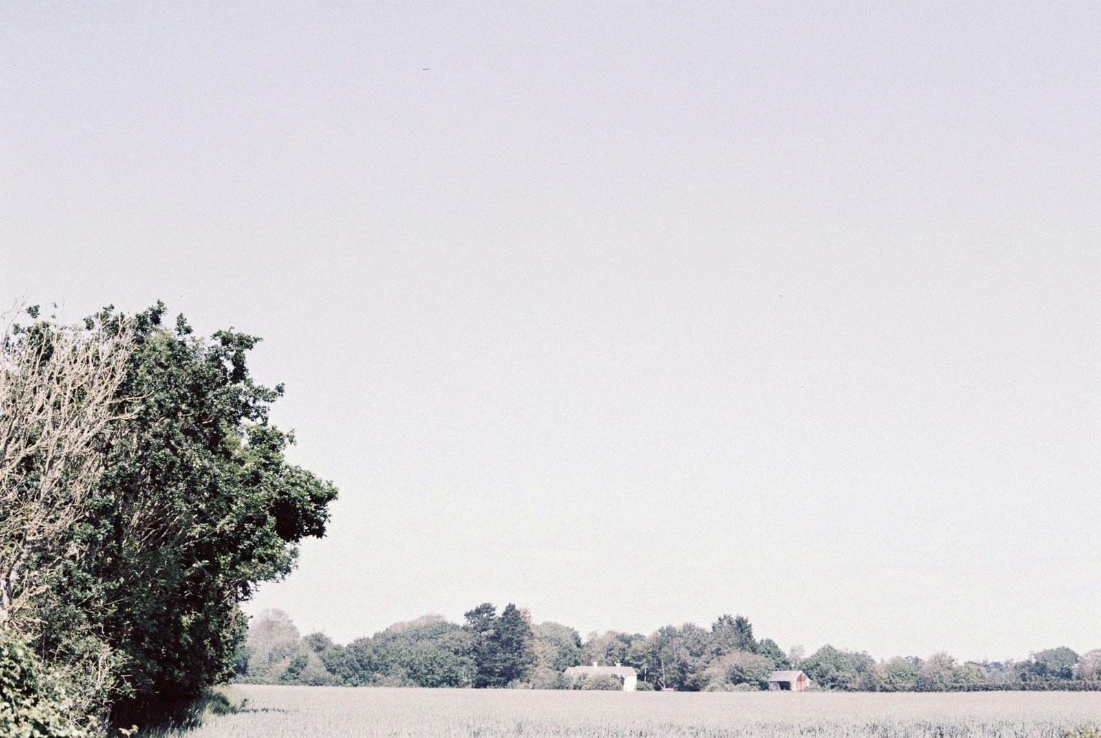 Blood Sugar Gymnema: The Natural Solution You've Been Missing for Weight Loss