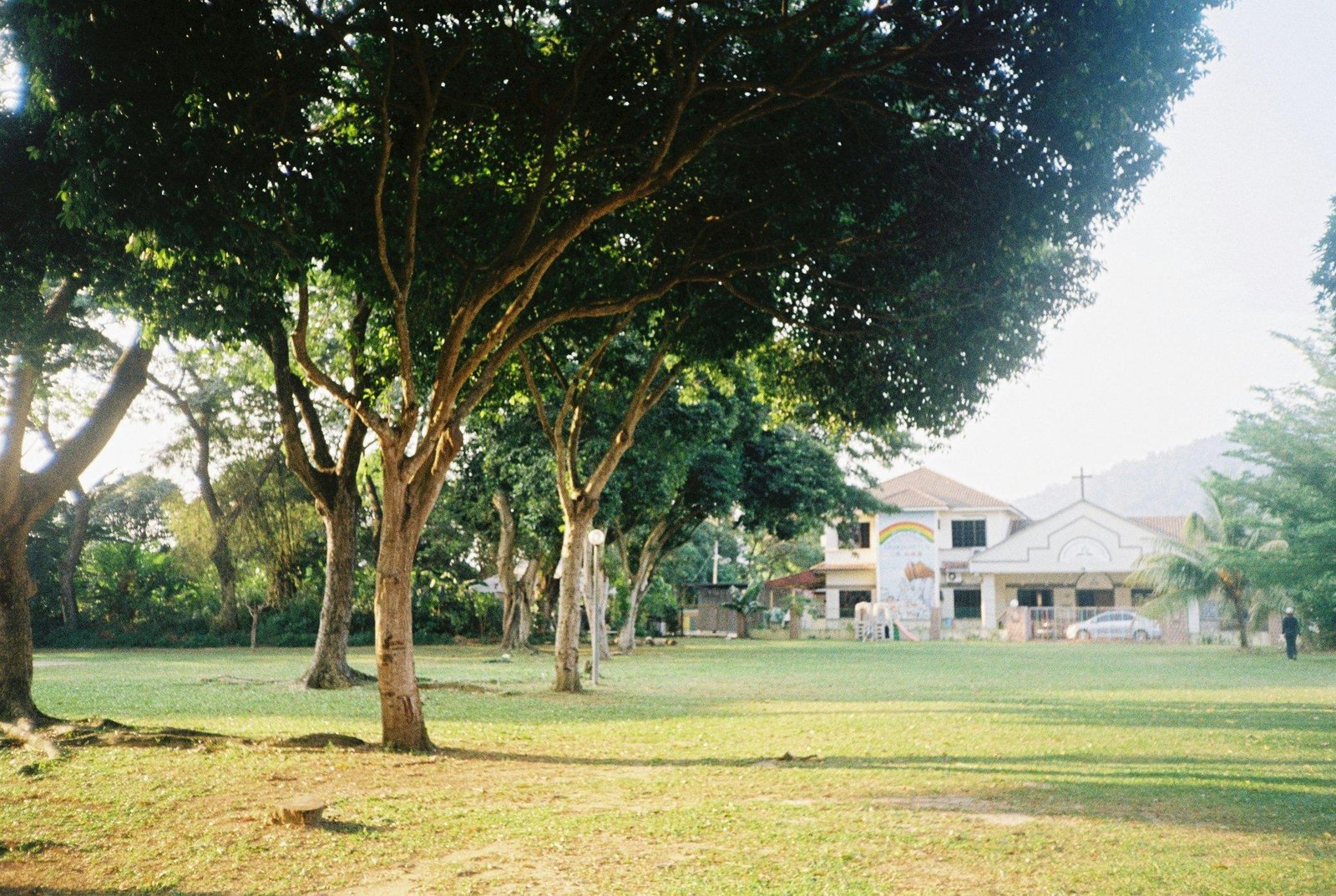 Gymnema Diabetes Care: Unlocking the Power of Gymnema Sylvestre for Weight Loss and Health