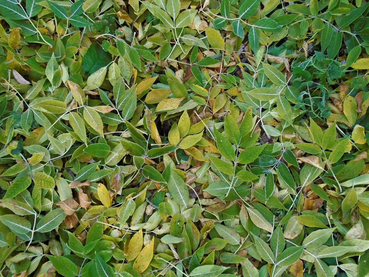 Close-up of fresh Gymnema Sylvestre leaves, showcasing their distinctive shape.