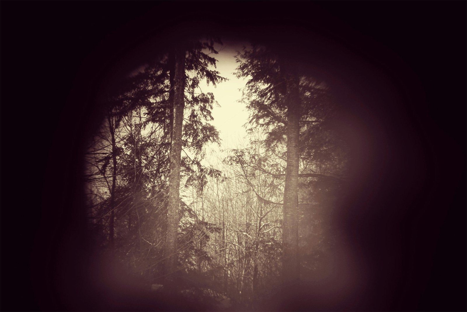 The Sweet Taste Regulator: Gymnema Sylvestre’s Secret Role in Weight Loss & Health