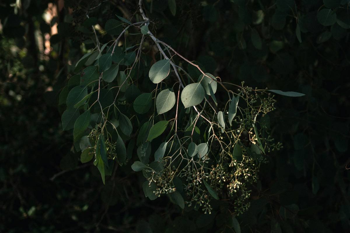 An infographic showing global sugar consumption statistics.