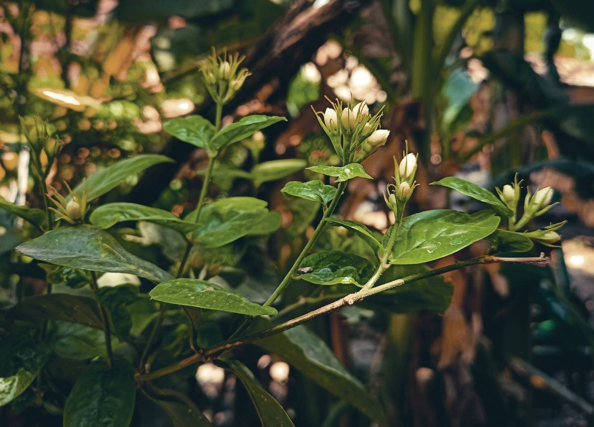 Bottles of Gymnema supplements arranged neatly with labels visible