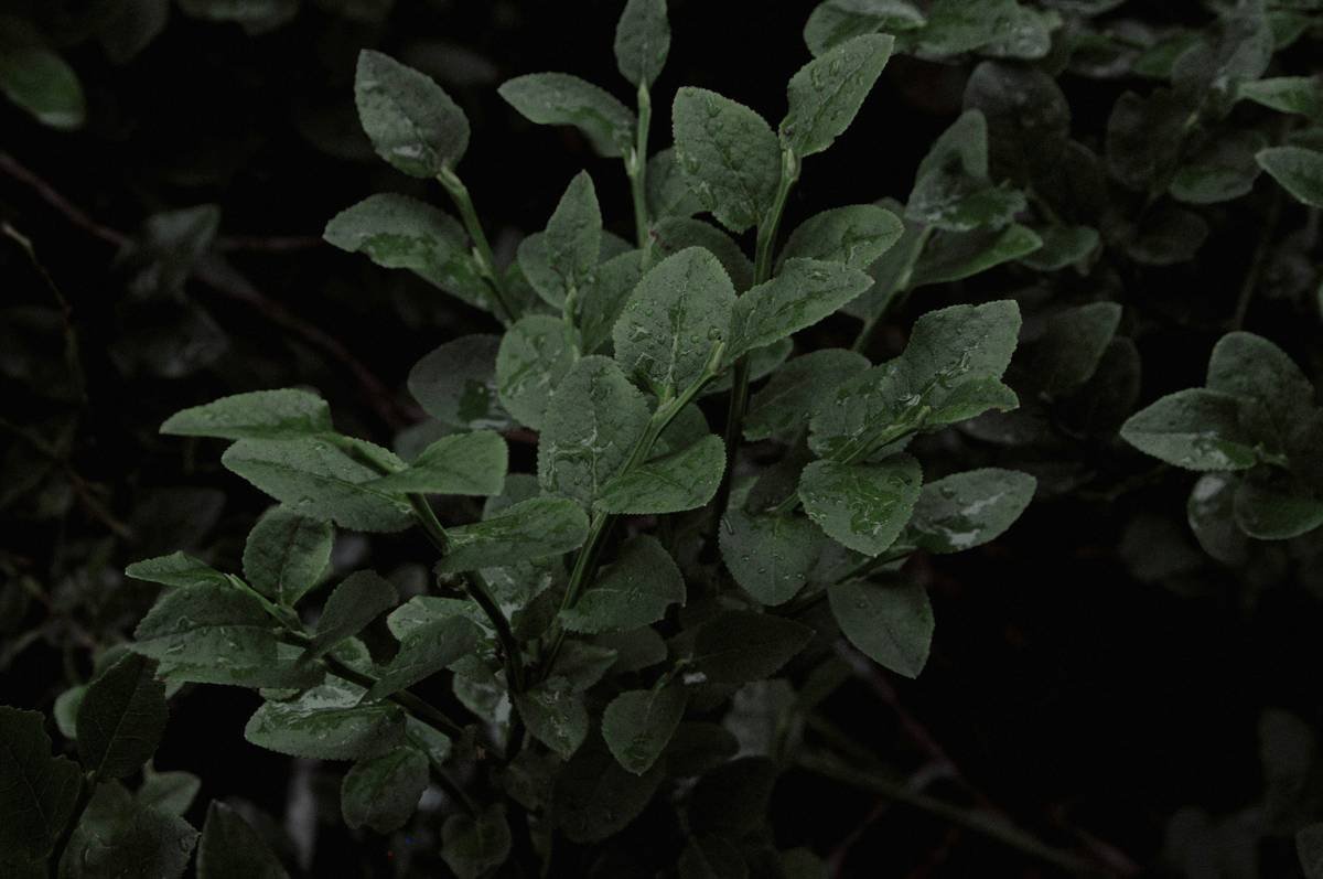 Gymnema Sugar Control Aid: The Secret Ingredient for Weight Loss Success