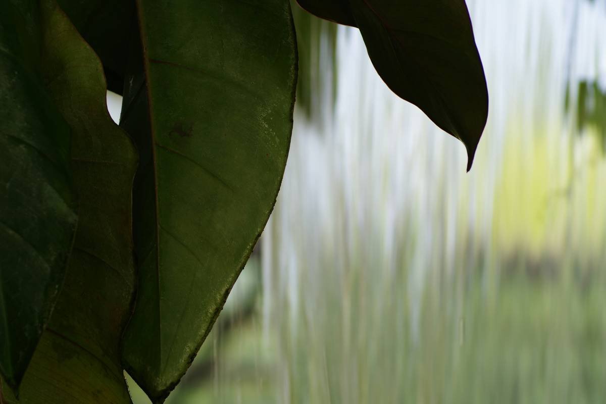 Woman holding a green smoothie with herbs on a table