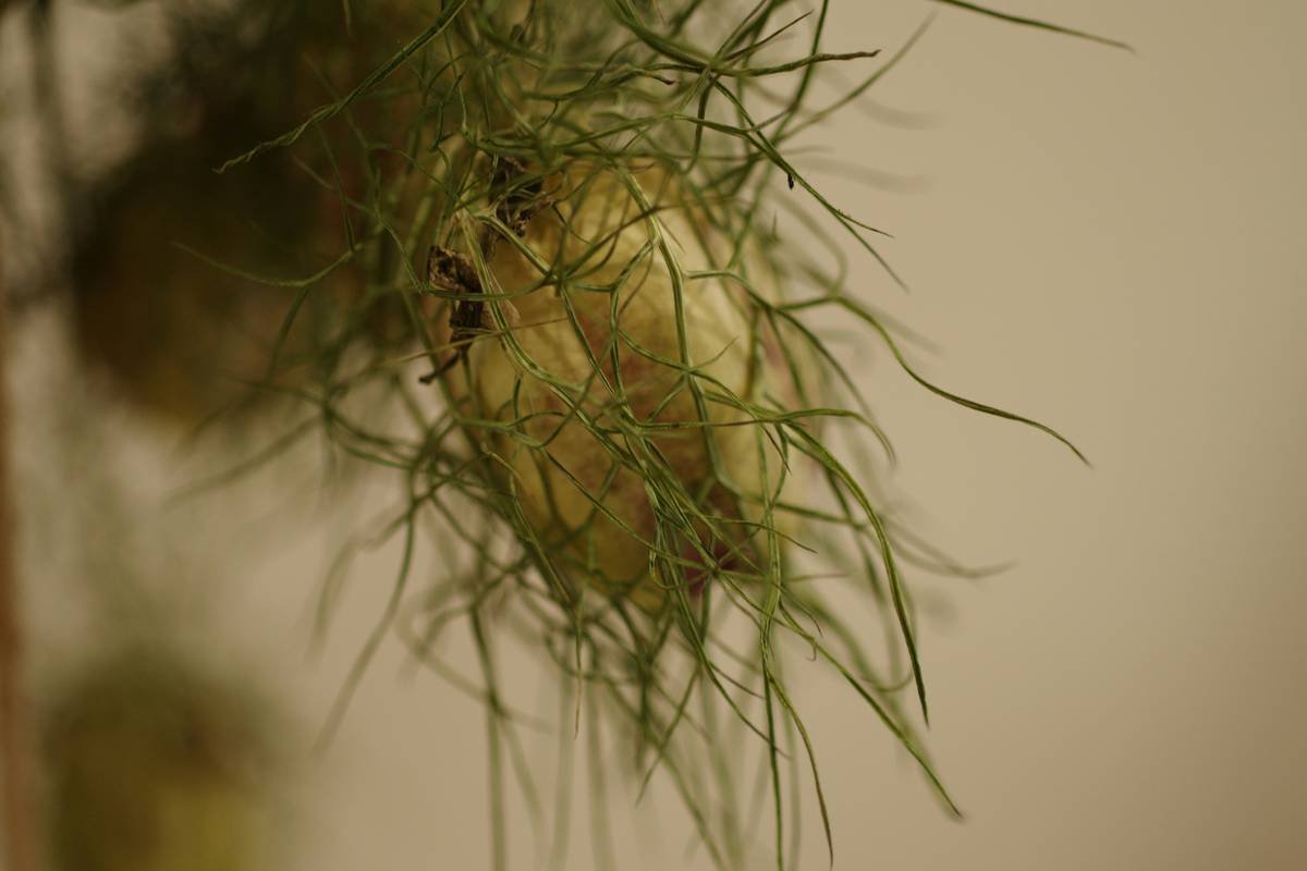 Before-and-after transformation photo of Sarah who benefited from gymnema