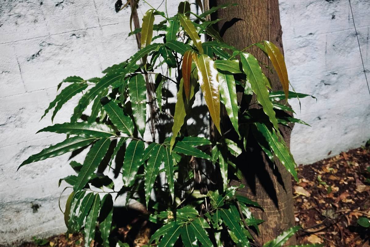 Graph showing daily sugar intake stats compared to recommended limits