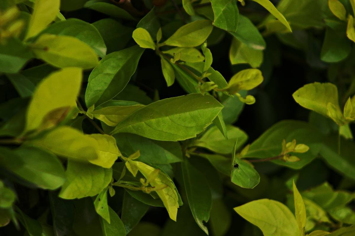 Illustration showing how Gymnema blocks sugar receptors on the tongue