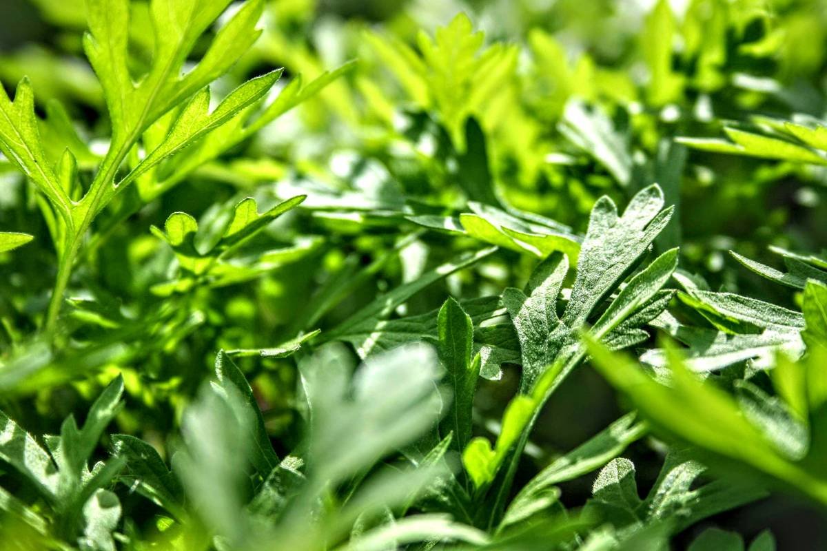 A close-up image of the gymnema sylvestre plant showing its leaves