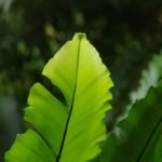 How Gymnema Craving Control Aid Can Revolutionize Your Weight Loss Journey