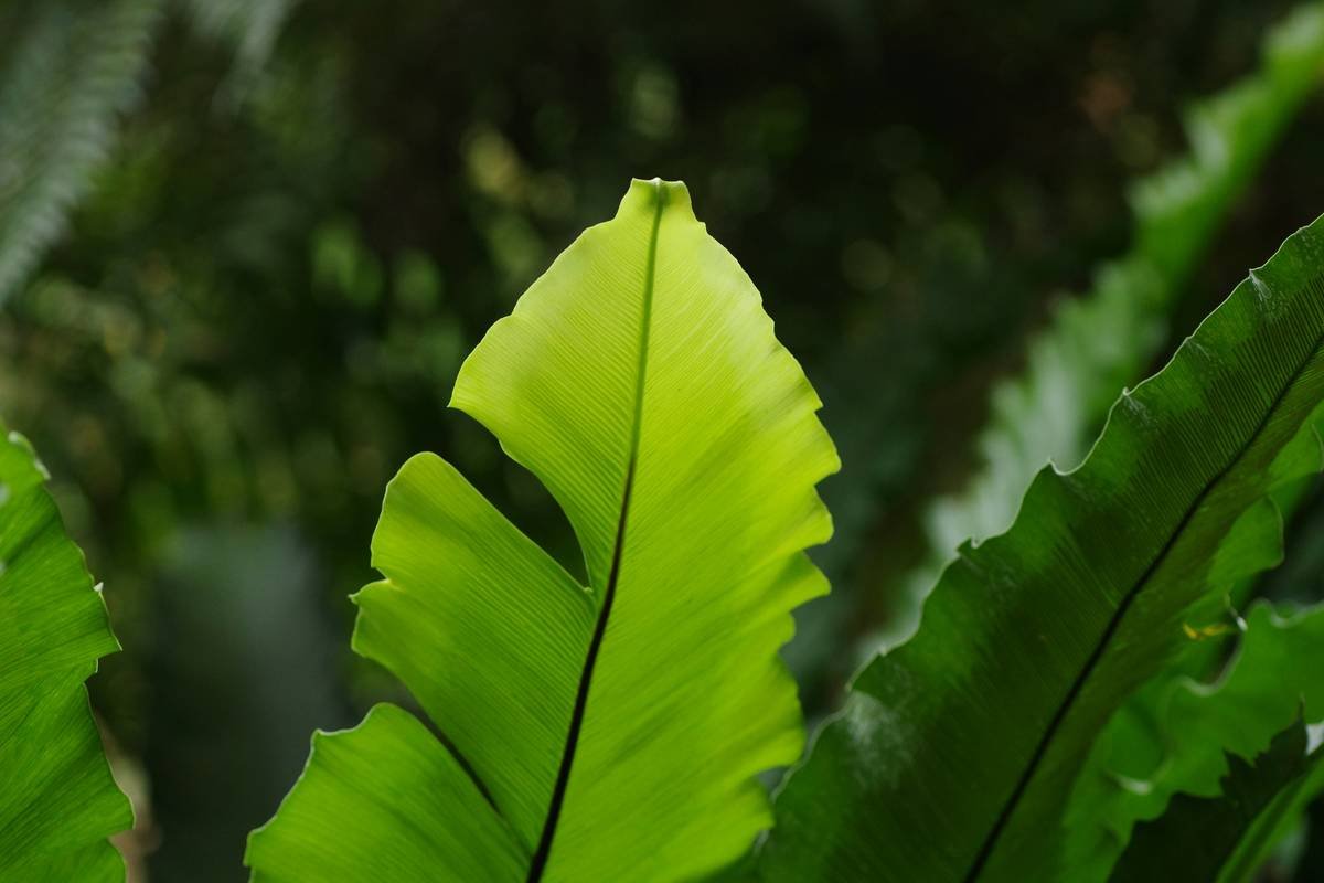 How Gymnema Craving Control Aid Can Revolutionize Your Weight Loss Journey