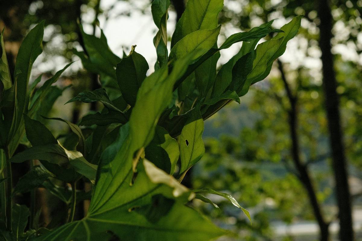 Infographic showing the history and benefits of gymnema sylvestre