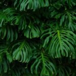 The Gymnema Taste Enhancer: Your Secret Weapon for Weight Loss & Health