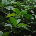 Can a Gymnema Diabetes Tablet Really Help Manage Blood Sugar? Here’s What Science & My Clinic Experience Say