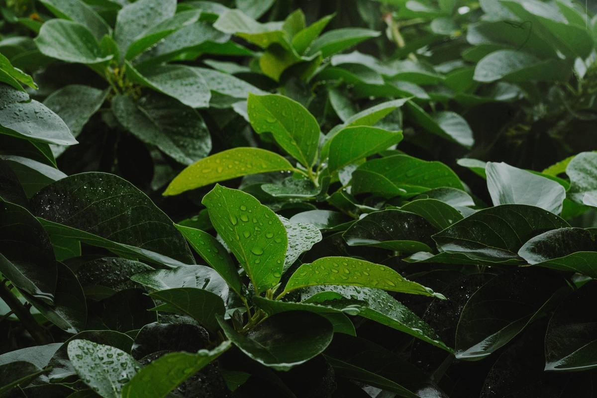 Can a Gymnema Diabetes Tablet Really Help Manage Blood Sugar? Here’s What Science & My Clinic Experience Say