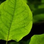 Can Blood Sugar Gymnema Extract Really Help Manage Glucose? What Science (and My Clients) Say