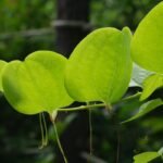 Can Diabetes Gymnema Extract Really Help Balance Blood Sugar? Here’s What Science—and My Clinic—Says