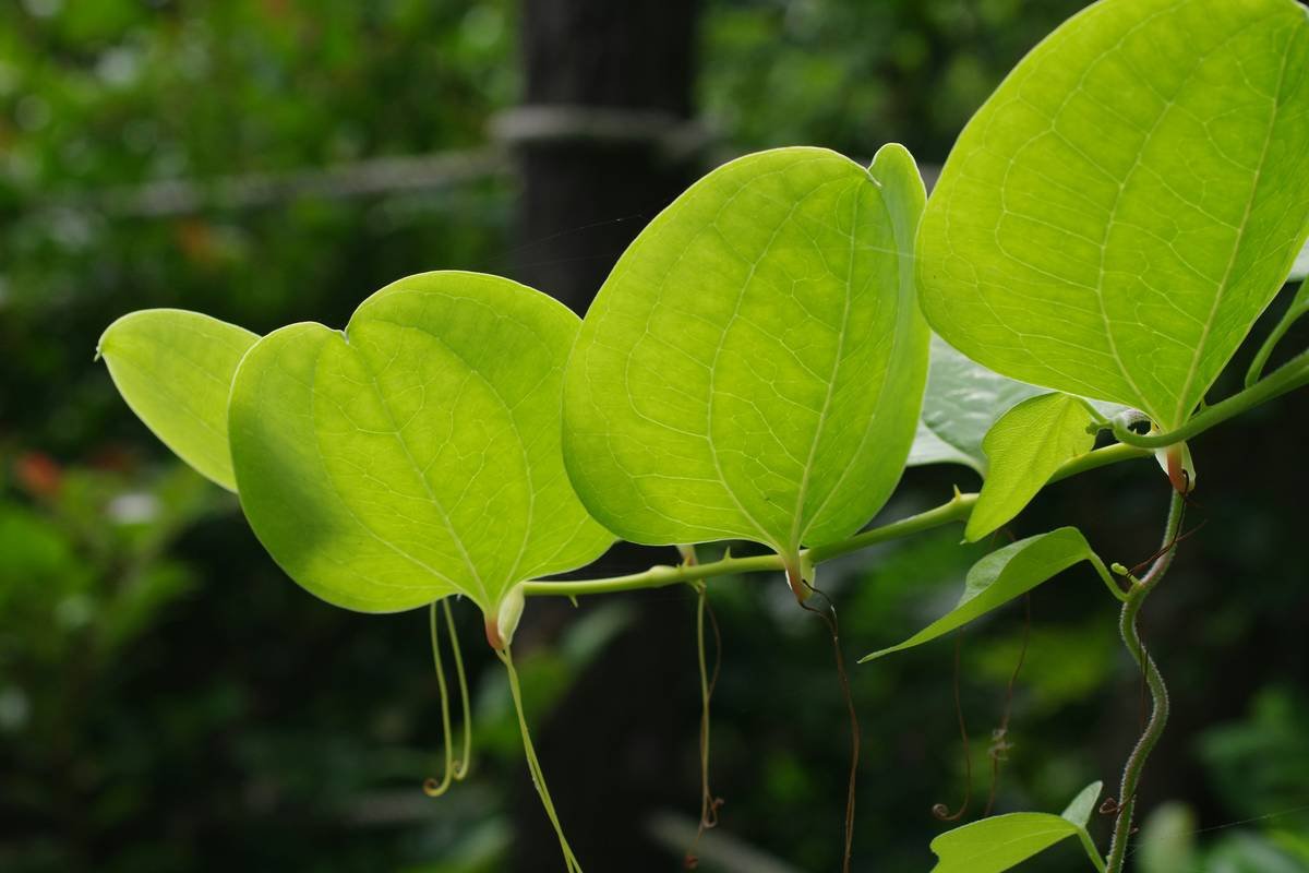 Can Diabetes Gymnema Extract Really Help Balance Blood Sugar? Here’s What Science—and My Clinic—Says