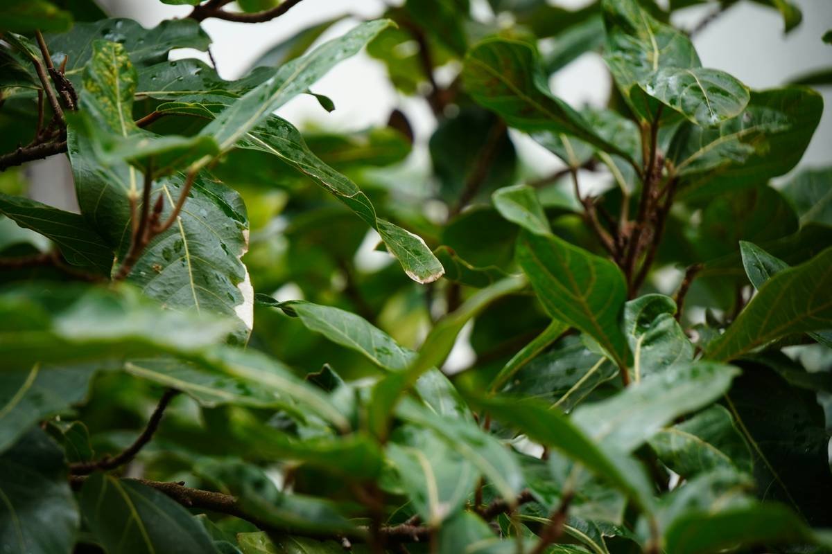 Infographic showing gymnemic acids blocking sweet receptors on the tongue, reducing sugar perception and cravings