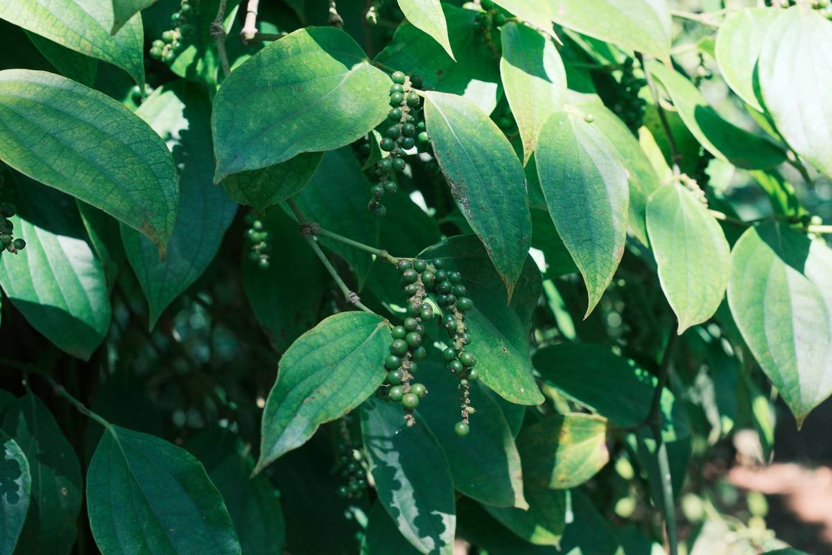 Infographic showing how Gymnema sylvestre blocks sweet taste receptors and reduces sugar absorption in the gut