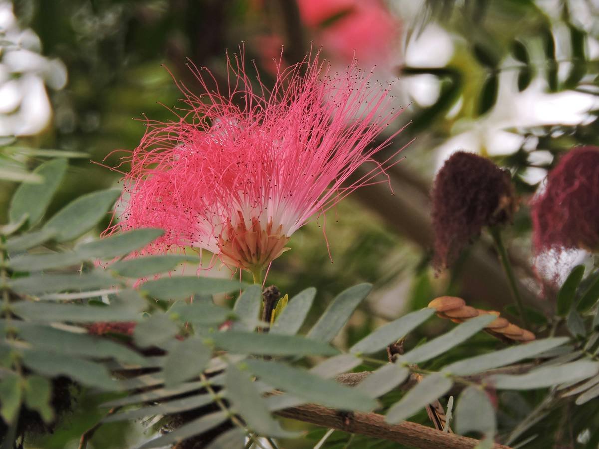 Infographic showing how Gymnema sylvestre blocks sugar absorption in intestines and dulls sweet taste buds