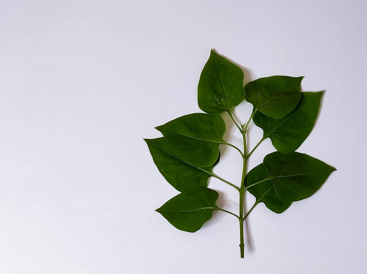 Infographic showing how gymnemic acids bind to intestinal glucose transporters, blocking sugar absorption while leaving fiber and protein unaffected