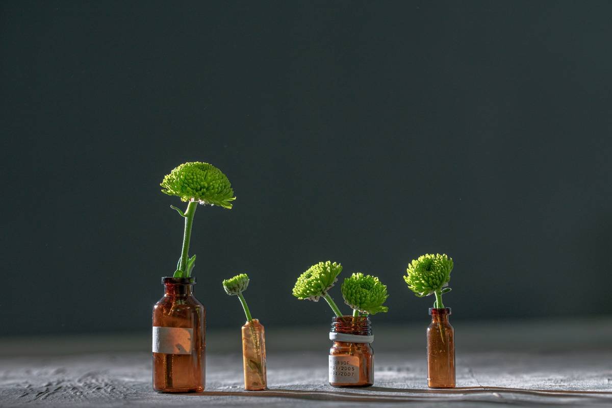 Infographic showing how gymnemic acids bind to sweet taste receptors on the tongue and intestinal glucose transporters to reduce sugar perception and absorption