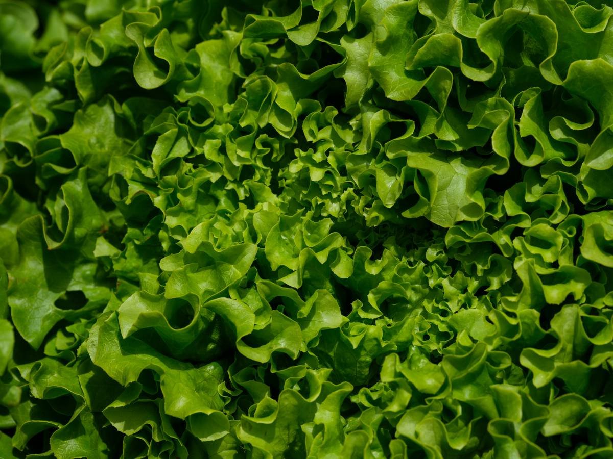 Infographic showing how gymnemic acids bind to sweet taste receptors on tongue and intestinal glucose transporters, blocking sugar perception and absorption.