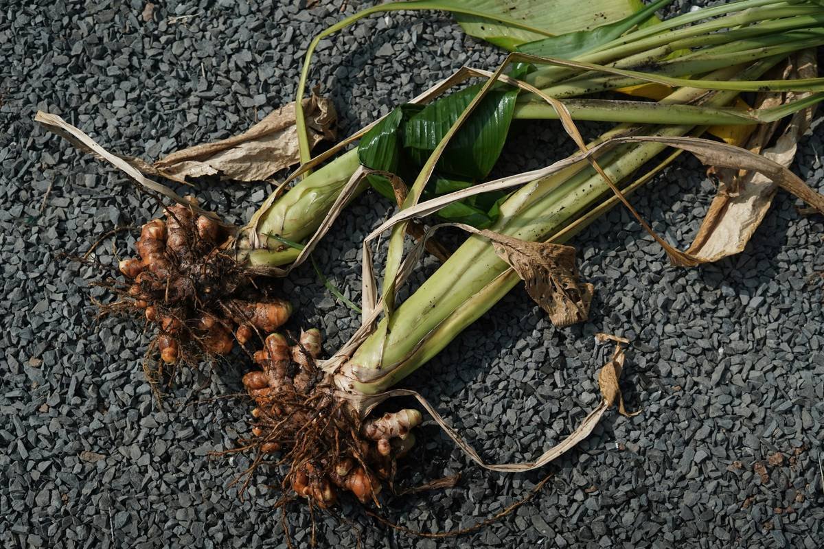 Infographic showing how gymnemic acids block sugar receptors on tongue and intestines, reducing cravings and glucose absorption