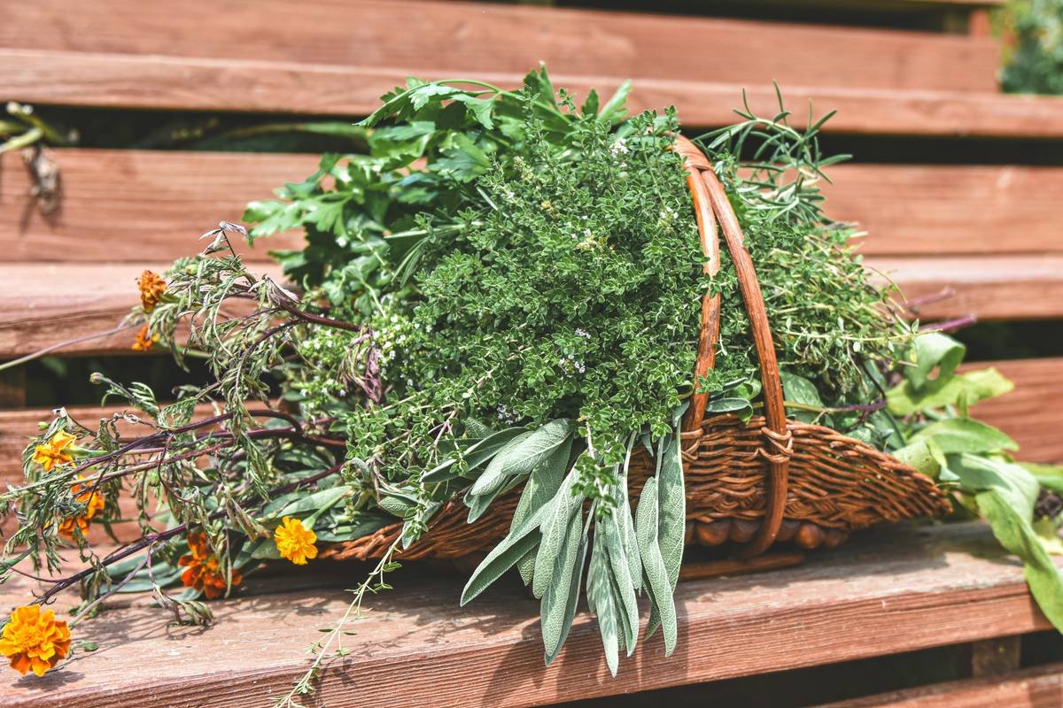 Infographic showing how gymnemic acids block sugar receptors on tongue and intestines to reduce cravings and slow glucose absorption