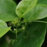 Is Gymnema Diabetes Booster the Natural Secret Your Blood Sugar’s Been Missing?