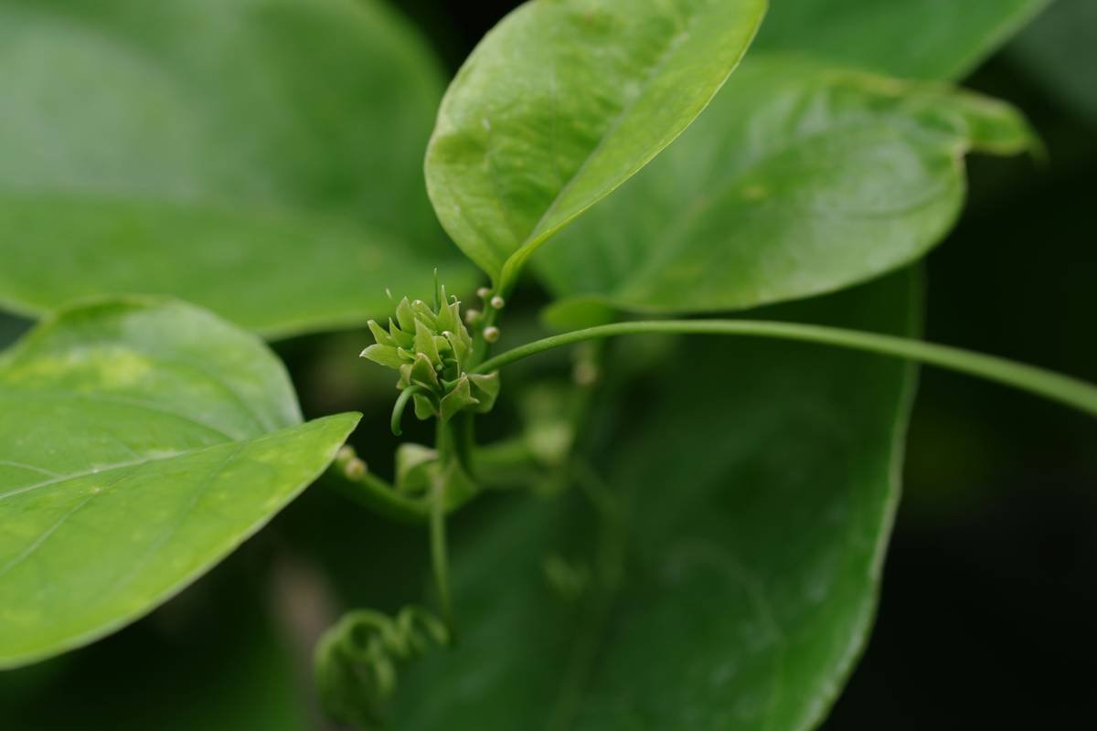 Is Gymnema Diabetes Booster the Natural Secret Your Blood Sugar’s Been Missing?