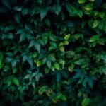 Is Gymnema Sweet Remedy Your Secret Weapon for Craving Control and Weight Loss?