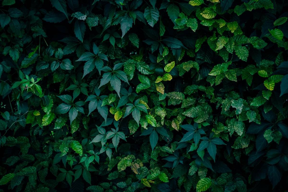 Is Gymnema Sweet Remedy Your Secret Weapon for Craving Control and Weight Loss?