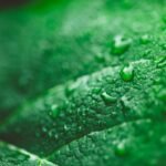 What Is Sugar Control Extract—and Can Gymnema Sylvestre Really Help You Manage Cravings?