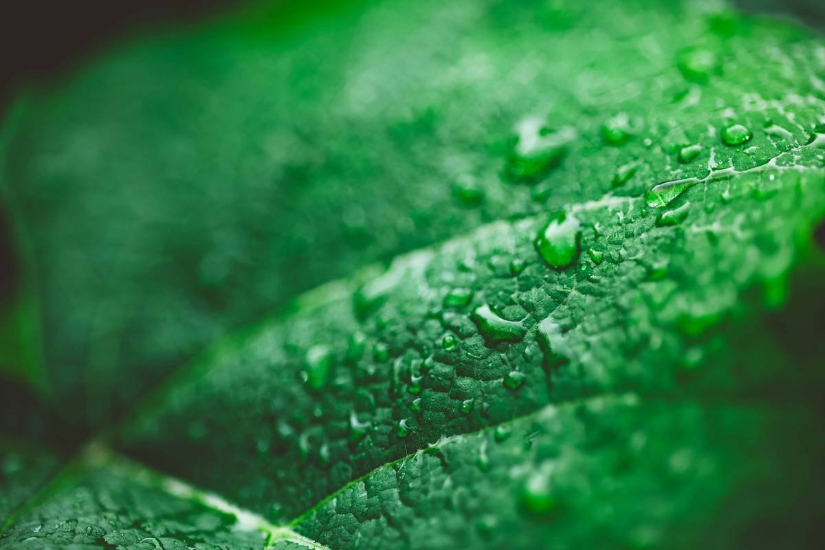 What Is Sugar Control Extract—and Can Gymnema Sylvestre Really Help You Manage Cravings?