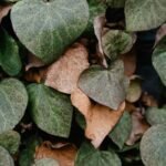 Diabete Aid Gymnema Sylvestre How To: A Science-Backed Guide for Blood Sugar Balance