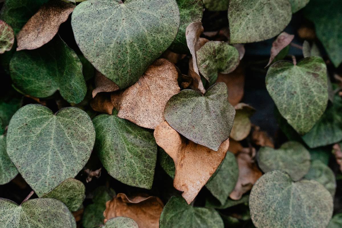 Diabete Aid Gymnema Sylvestre How To: A Science-Backed Guide for Blood Sugar Balance