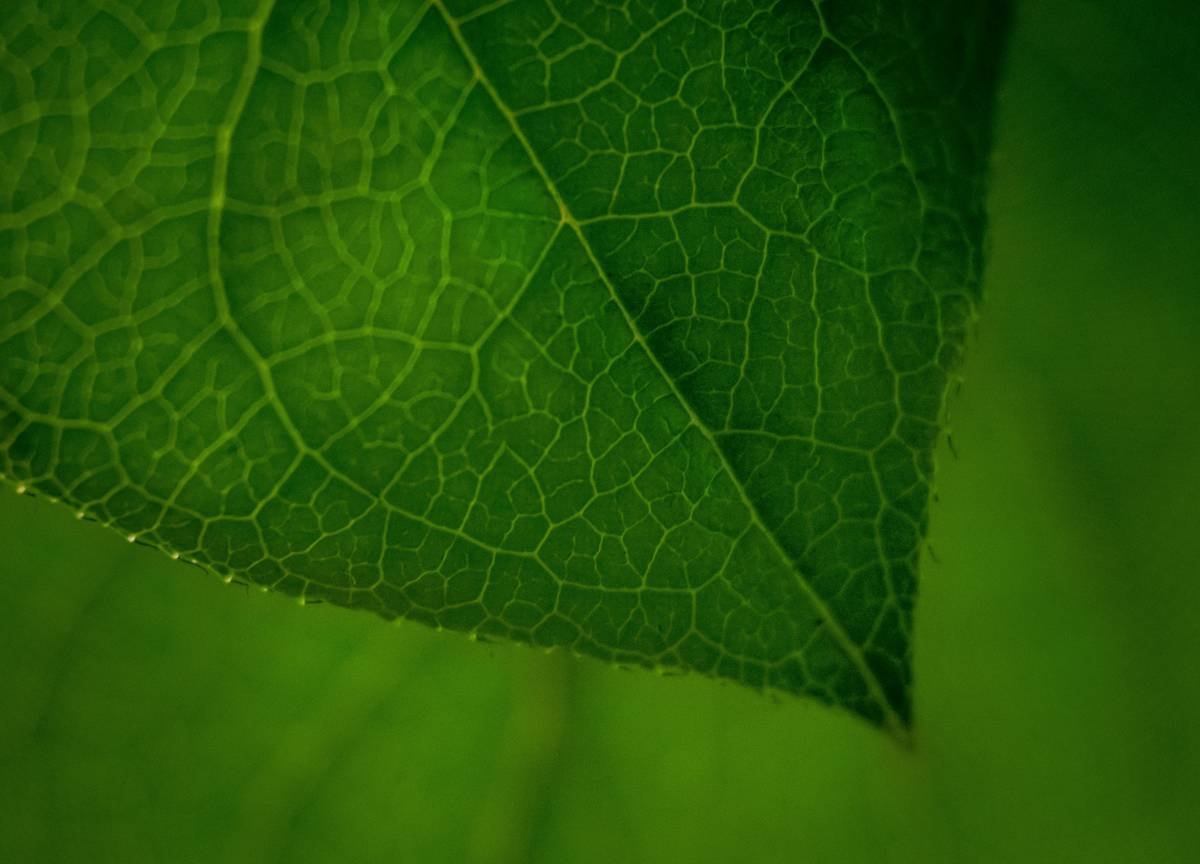 Gymnema Sylvestre Benefits and Side Effects: What Science Really Says