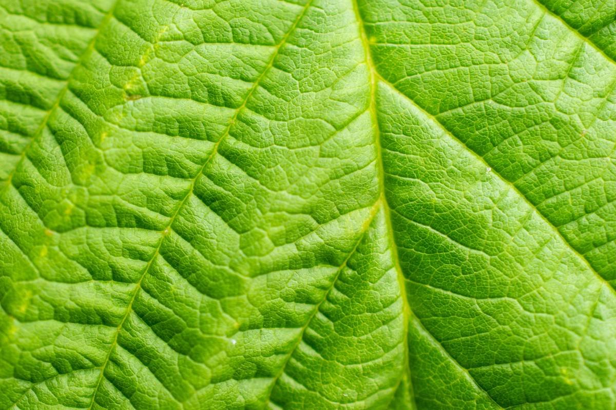 Gymnema Sylvestre Benefits for Weight Loss: Science-Backed Truths (and My Coffee-Stained Lab Notes)