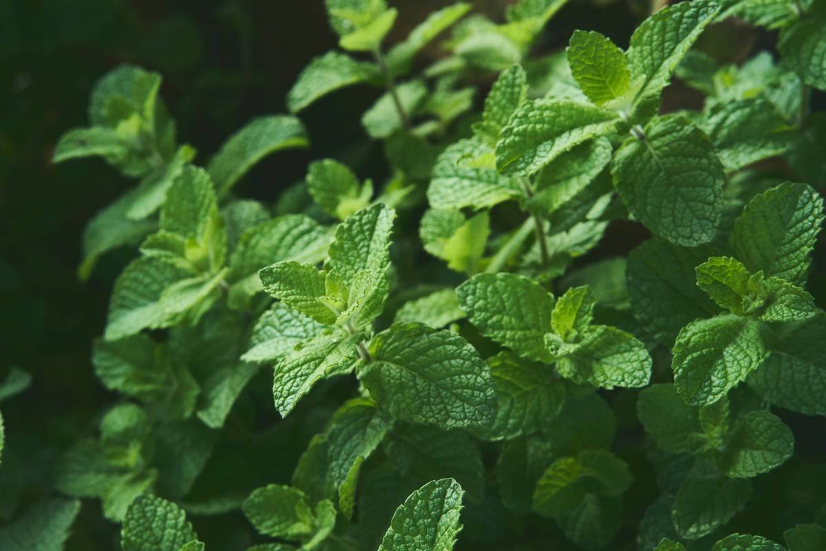 Gymnema Sylvestre Extract Benefits: What Science Says About This Sugar-Blocking Herb